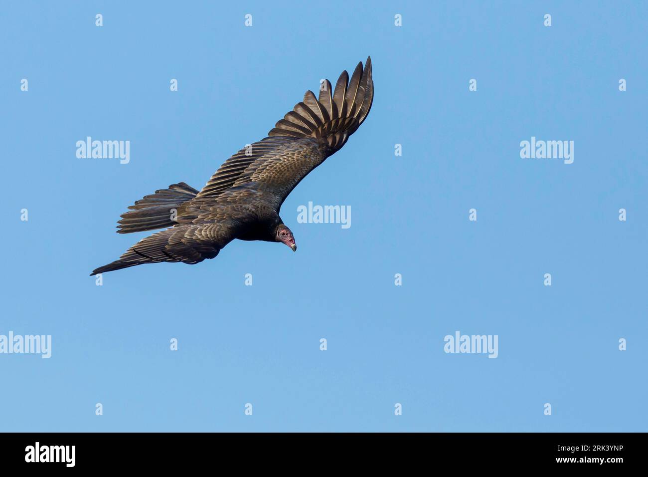 Turkey Vulture, Cathartes aura, volant au-dessus de l'Amérique du Nord. Banque D'Images