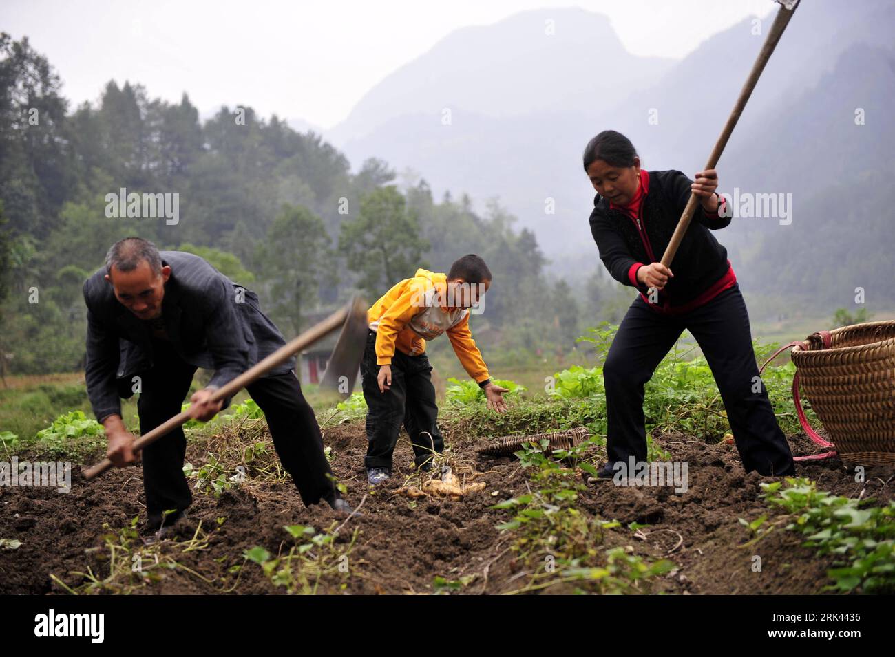 Bildnummer : 53585249 Datum : 11.10.2009 Copyright : imago/Xinhua (091108) -- ENSHI, 8 novembre 2009 (Xinhua) -- Zhu Xu aide ses grands-parents à travailler à la ferme dans le comté de Xianfeng à Enshi, dans la province du Hubei en Chine centrale, 11 octobre 2009. Zhu Xu, âgé de huit ans, était élève de 3e année de l'école primaire Boyangping Nationality. Un enfant comme lui était censé vivre heureux avec ses parents, mais dans sa mémoire, il n'avait pas un tel bonheur. Son père Zhu Gang avait quitté la maison pour chercher du travail depuis 1994. En 2001, après la naissance de Zhu Xu, sa mère est également allée travailler à Chongqing, dans le sud-ouest de la Chine. Zhu ne pouvait que Banque D'Images