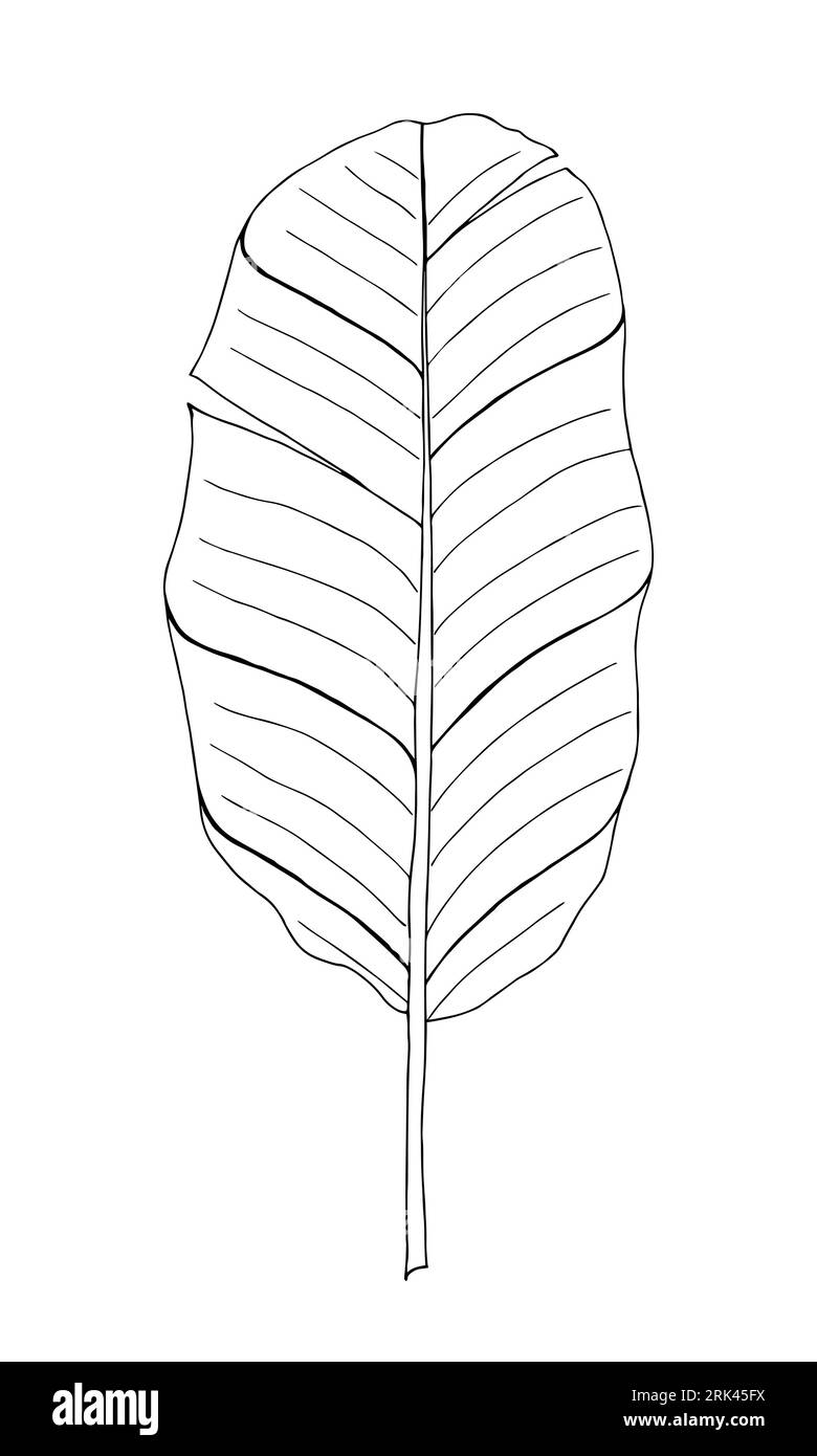 Elément isolé de vecteur dessiné à la main de feuille tropicale de banane pour la conception en couleur noire Illustration de Vecteur