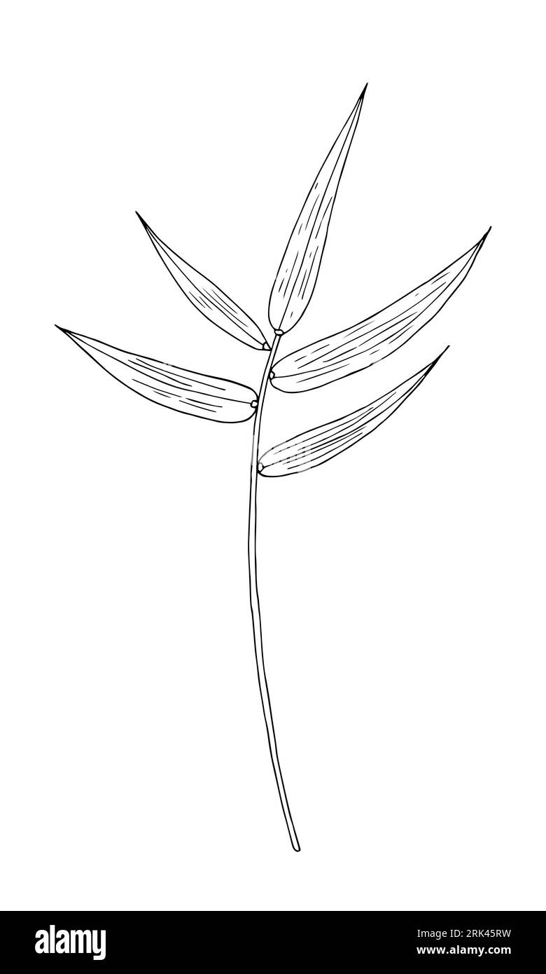 Elément isolé de vecteur dessiné à la main de feuille tropicale de bambou pour la conception en couleur noire Illustration de Vecteur Elément isolé de vecteur dessiné à la main de feuille tropicale de bambou pour la conception en couleur noire Illustration de Vecteur