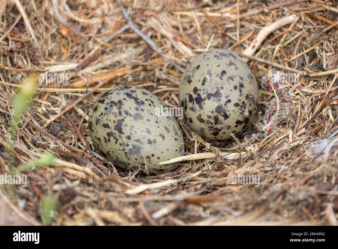 Une paire d'œufs de Goélands à pattes jaunes sont observés dans leur nid près de Cagliari Sardaigne. Banque D'Images