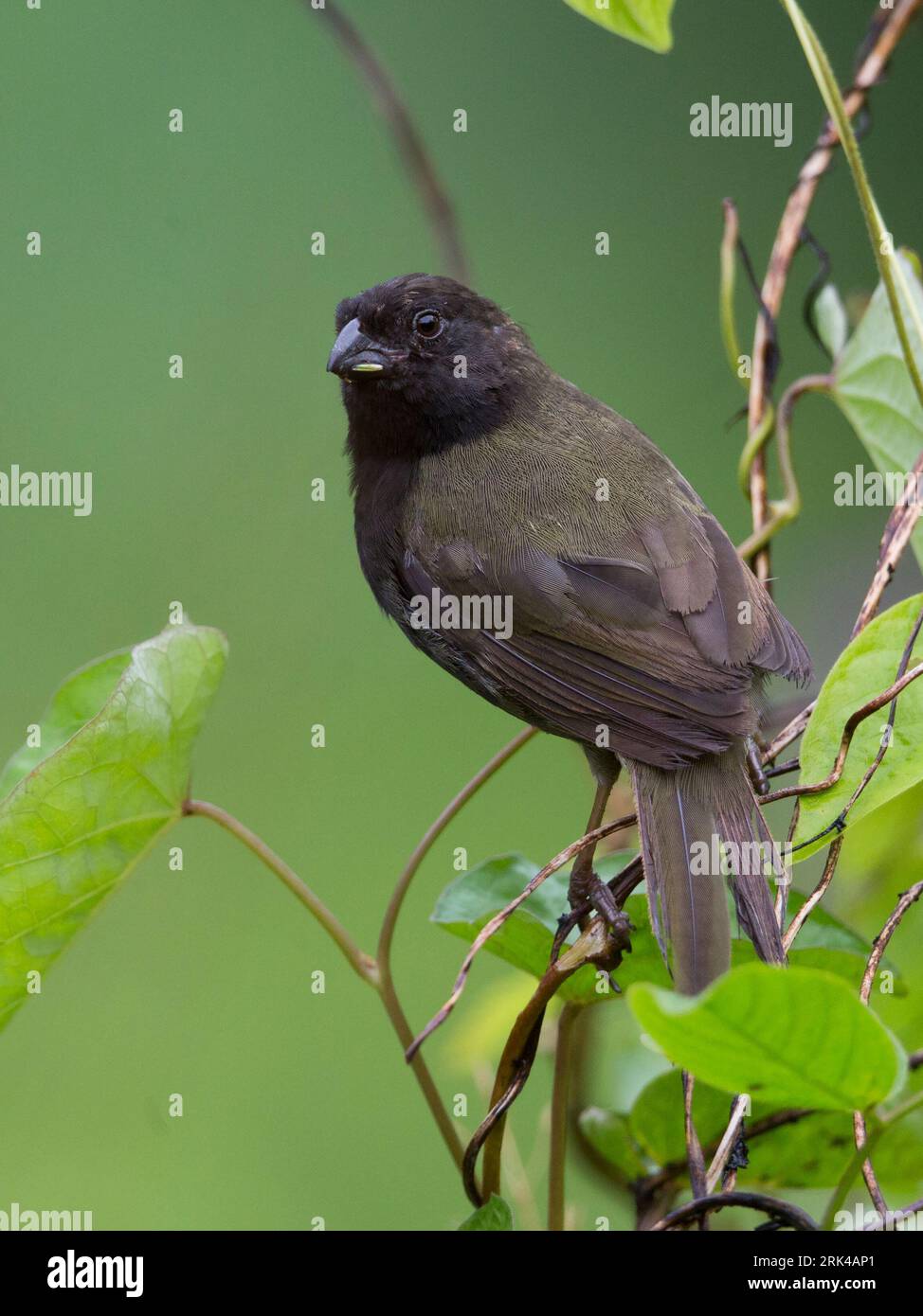 Un mâle Grassquit à face noire (Melanospiza bicolor grandior) à Isla San Andres, Colombie. Banque D'Images