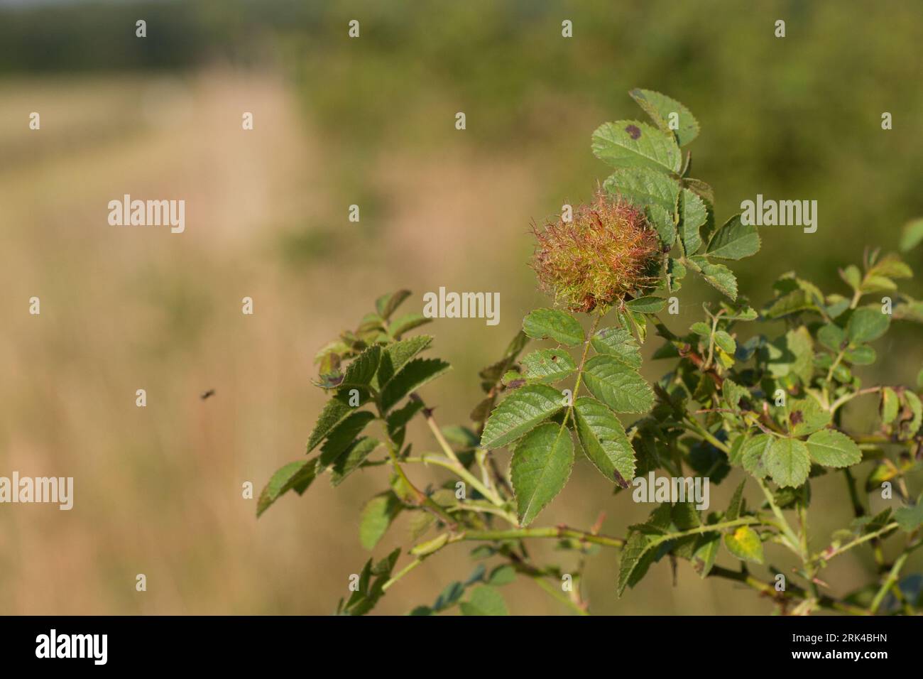 Diplolepis rosae - Rose bedeguar Gall - Gemeine Rosengallwespe, Allemagne (Bade-Württemberg), Gall Banque D'Images