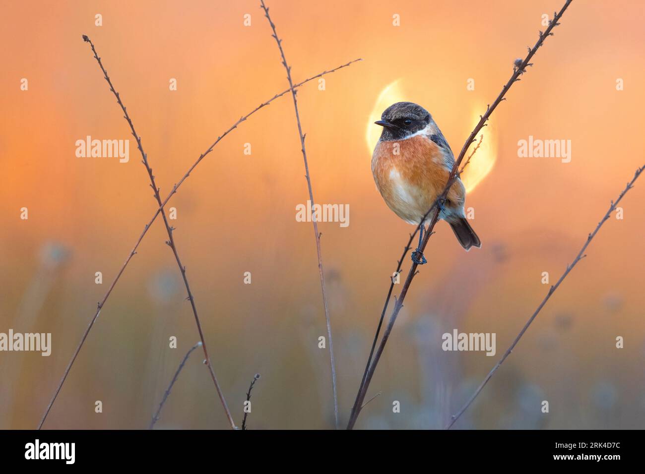 Mâle européen Stonechat (Saxicola rubicola) en Italie. Banque D'Images