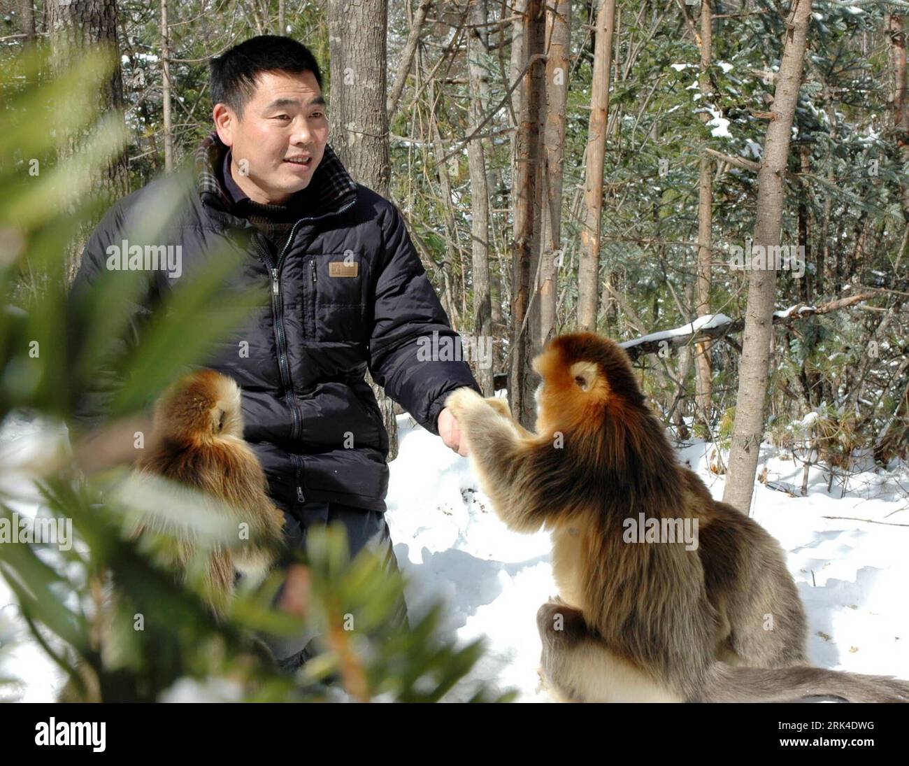 Bildnummer : 53618246 Datum : 20.11.2009 Copyright : imago/Xinhua (091121)-- SHENNONGJIA, 21 novembre 2009 (Xinhua) -- Un ouvrier nourrit des singes dorés avec des arachides au Centre de recherche sur les singes dorés de Shennongjia, province du Hubei en Chine centrale, 20 novembre 2009. Le centre de recherche a préparé 20 000 kilogrammes de pommes de pin et d'abondantes carottes, oranges et autres fruits pour aider les singes dorés à passer l'hiver. (Xinhua/Yi Wei)(zgp) (5)CHINA-SHENNONGJIA-GOLDEN MONKEY-WINTER (CN) PUBLICATIONxNOTxINxCHN Tiere Goldmeerkatze Cercopithecus kandti Affe vdig xdp 2009 quer o0 Tierpfleger, Arbeitswelten Banque D'Images