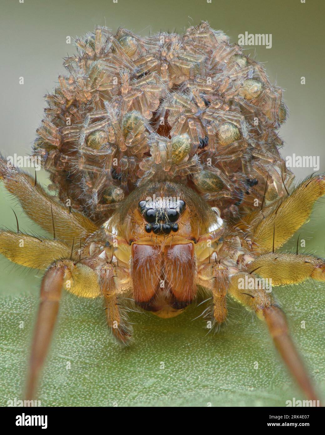 Portrait d'une araignée loup jaune à brune avec des bébés sur son abdomen debout sur une feuille flottante dans un étang (Pirate Otter Spider, Pirata piraticus) Banque D'Images