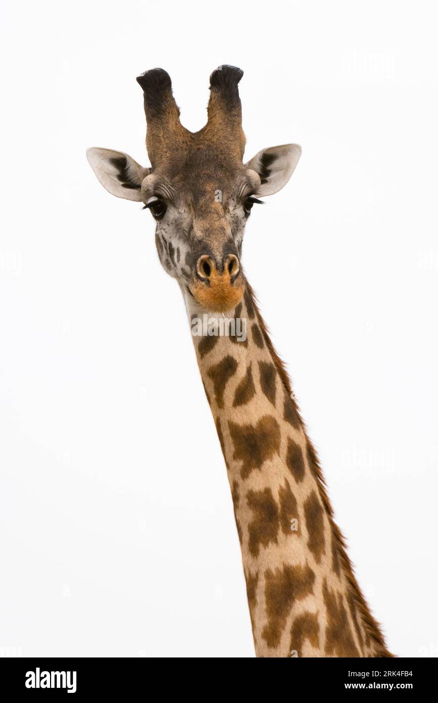 Masai girafe, Giraffa Camelopardalis Tippelskirchi, réserve nationale de Masai Mara, Kenya.Kenya. Banque D'Images
