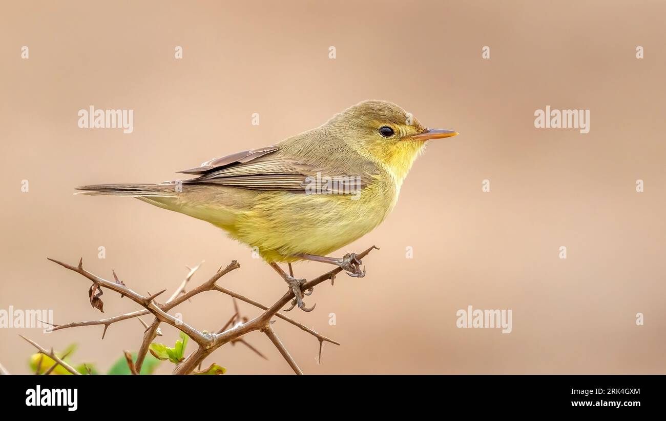 Paruline mélodieuse (Hyppolais polyglotta) perchée sur un buisson au Maroc. Banque D'Images