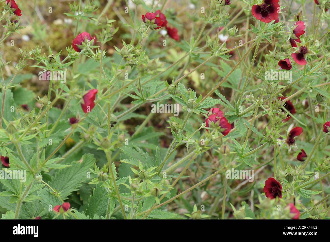 Gros plan des fleurs rouges et des feuilles persistantes de la floraison estivale jardin herbacé vivace potentilla thurberi monarque velours Scarlet. Banque D'Images
