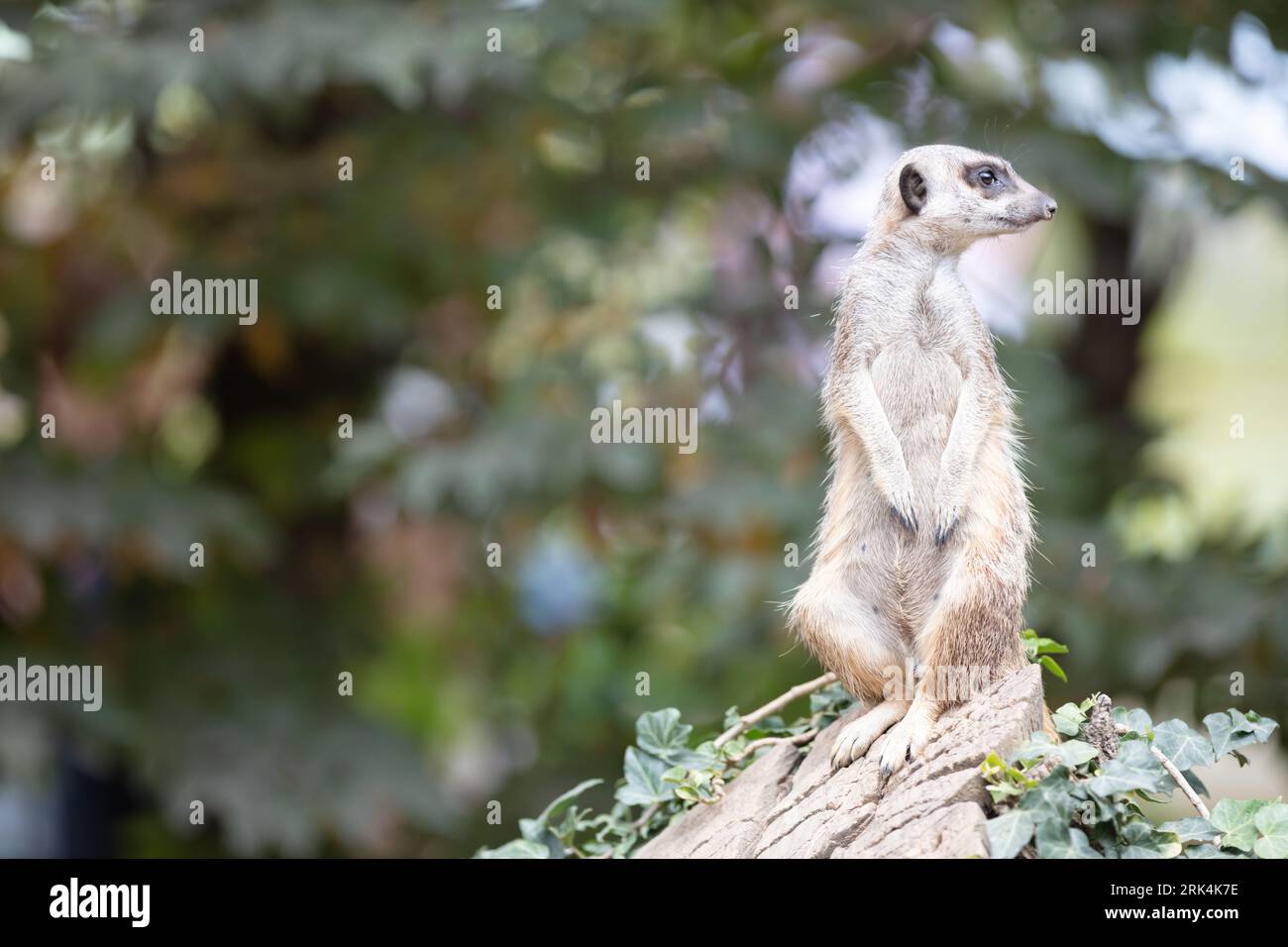Meerkat adulte (Suricata suricatta) sur la garde-temps, mise au point sélective Banque D'Images