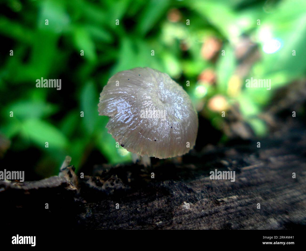 Champignon EET cultivé sur écorce d'arbre en forêt Banque D'Images