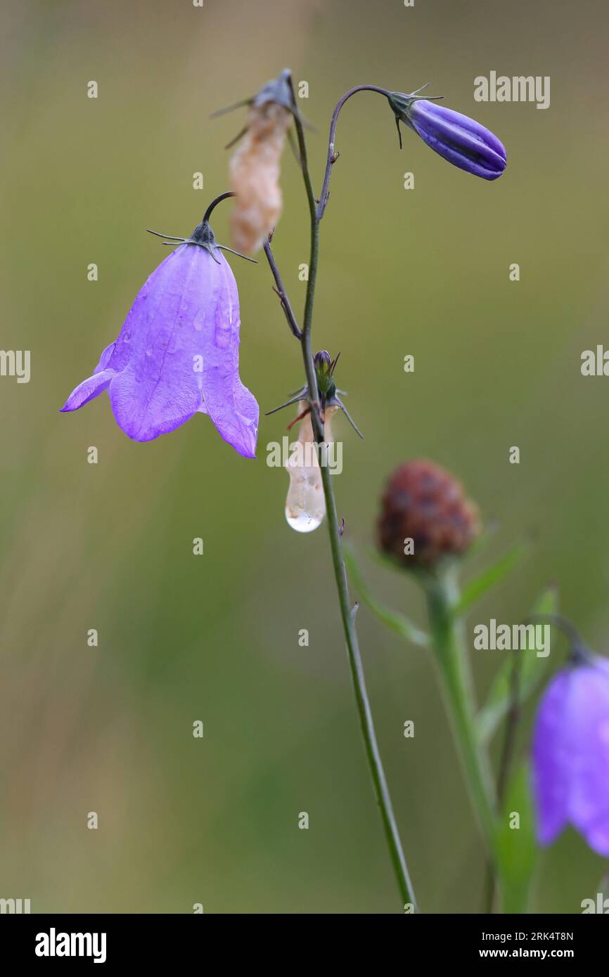 Image rapprochée d'un Harells avec des gouttelettes de rosée, comté de Durham, Angleterre, Royaume-Uni. Banque D'Images