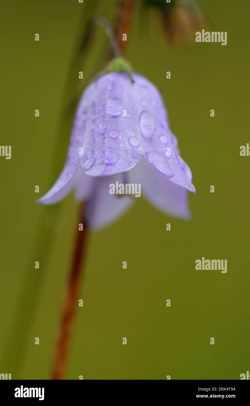 Image rapprochée d'une fleur de Harebell avec des gouttelettes de rosée, comté de Durham, Angleterre, Royaume-Uni. Banque D'Images