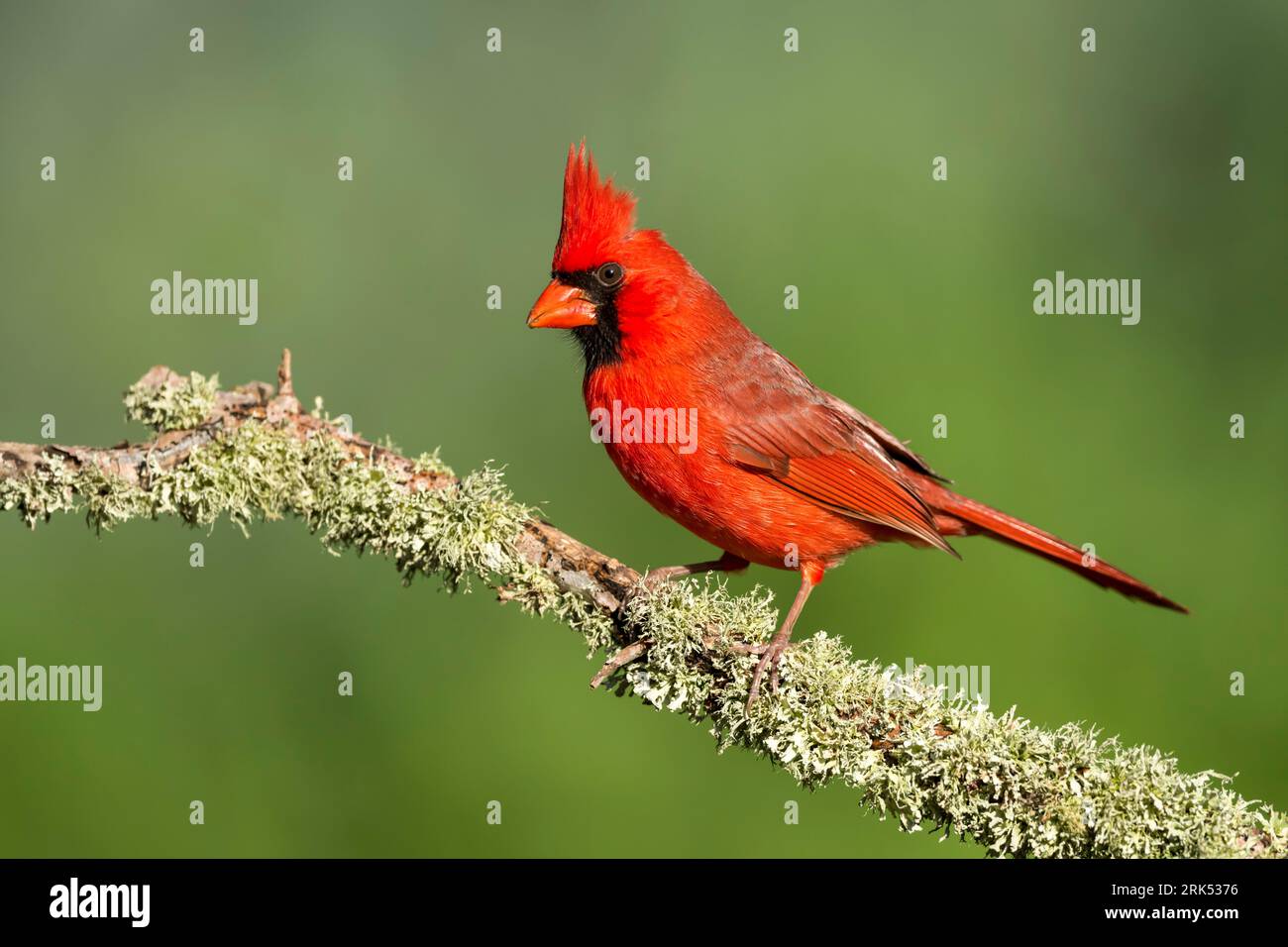 Cardinal du Nord mâle adulte (Cardinalis cardinalis) perché sur une branche dans le comté de Galveston, Texas, États-Unis, pendant la migration printanière. Banque D'Images