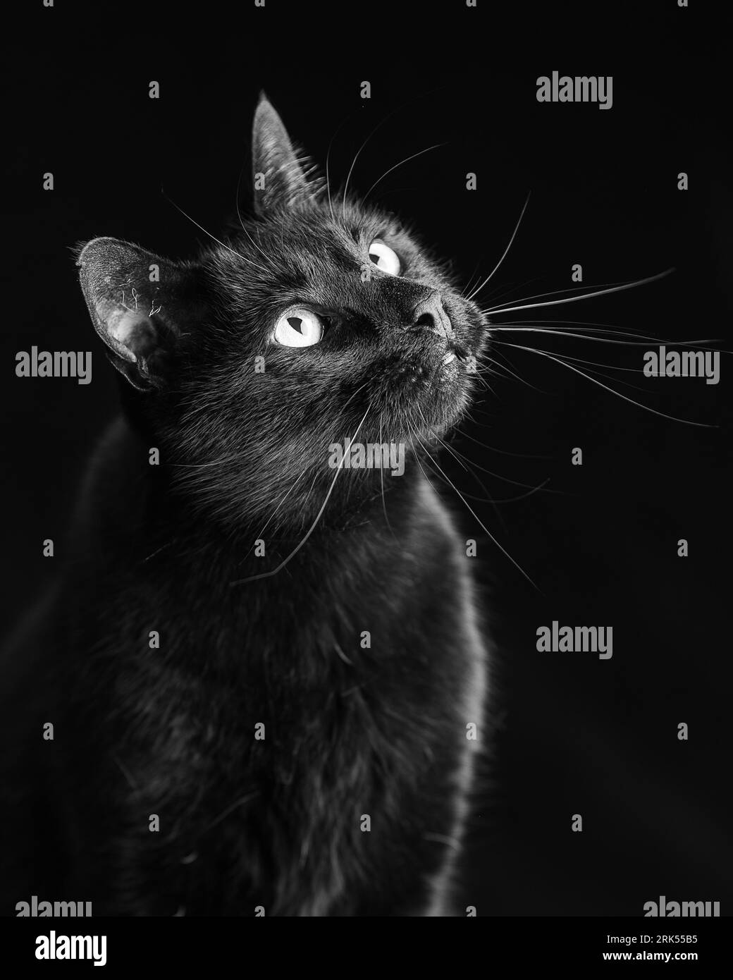 Un chat domestique noir avec des yeux perçants regardant vers le haut sur un fond sombre Banque D'Images