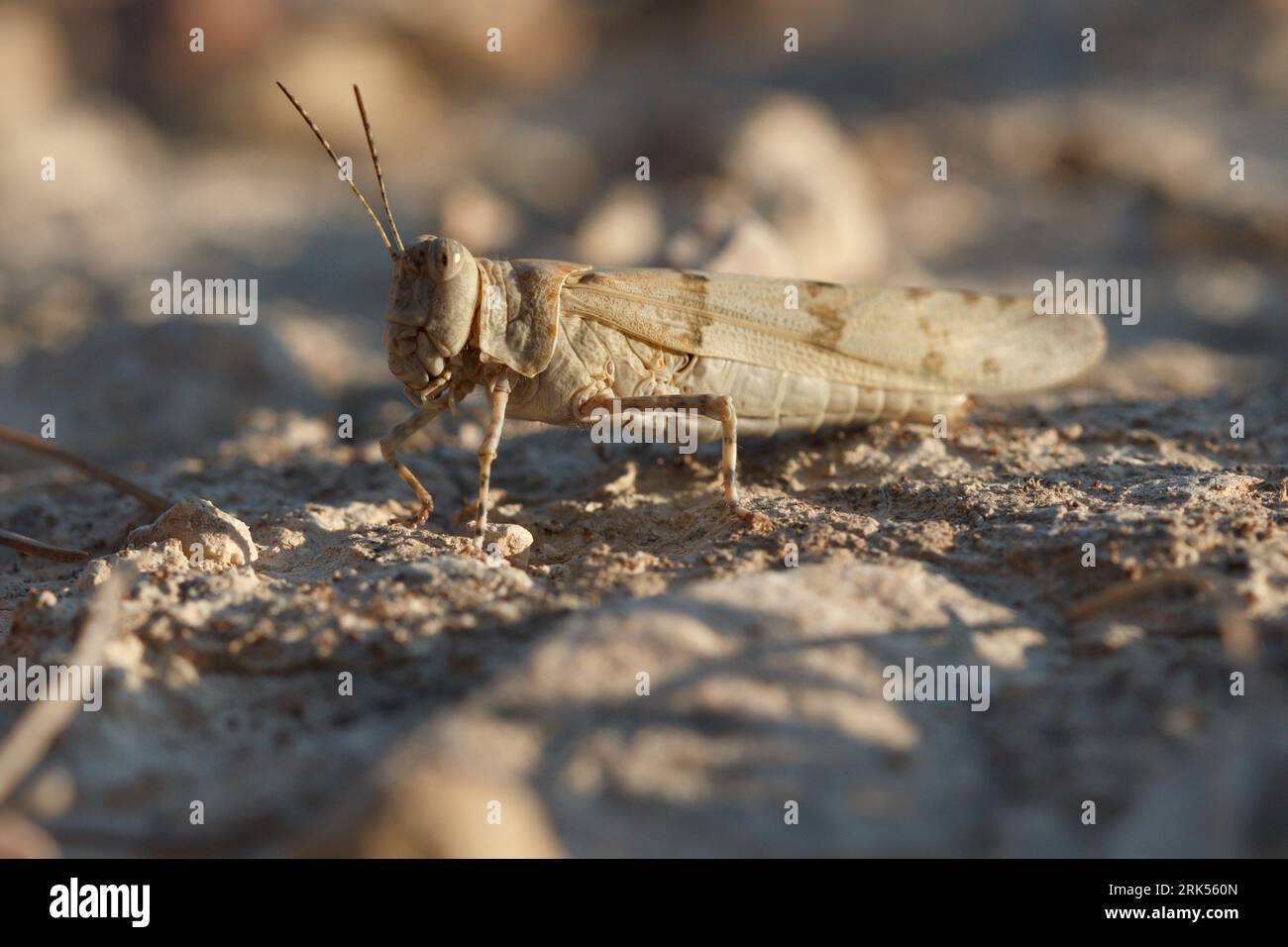 gros plan d'une sauterelle sur le sol de la montagne méditerranéenne Banque D'Images