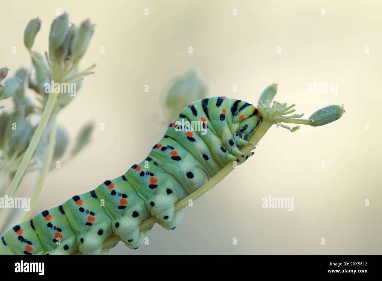 Chenille de papillon Papilio Machaon sur branche végétale et fond avec bokeh vert Banque D'Images