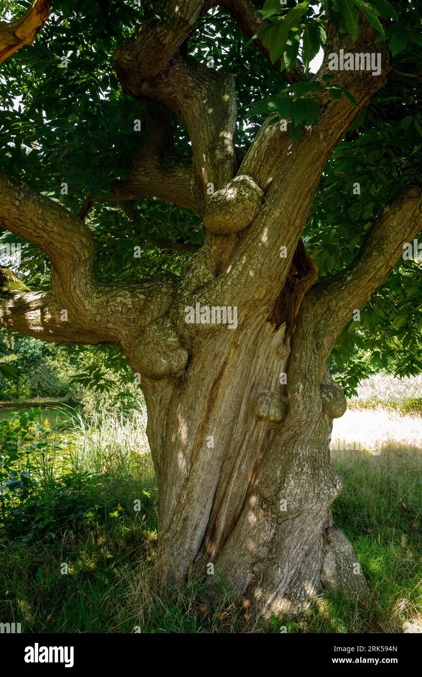 Vieux châtaignier dans la réserve naturelle de Manteling près de Domburg, Zélande, pays-Bas. alte Kastanie im Naturschutzgebiet de Manteling BEI Domburg, Banque D'Images