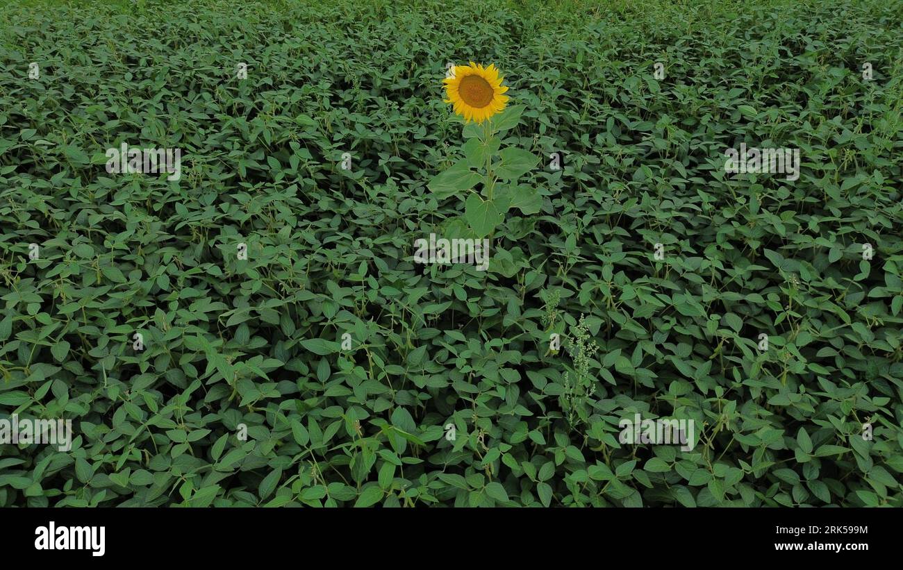 Un tournesol jaune vibrant au milieu d'une prairie verdoyante Banque D'Images Un tournesol jaune vibrant au milieu d'une prairie verdoyante Banque D'Images