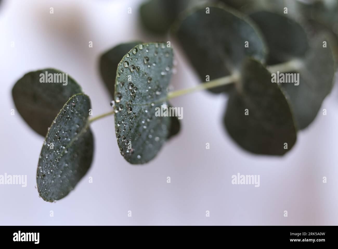 eucalyptus silverdollar feuilles couvertes de gouttes d'eau Banque D'Images
