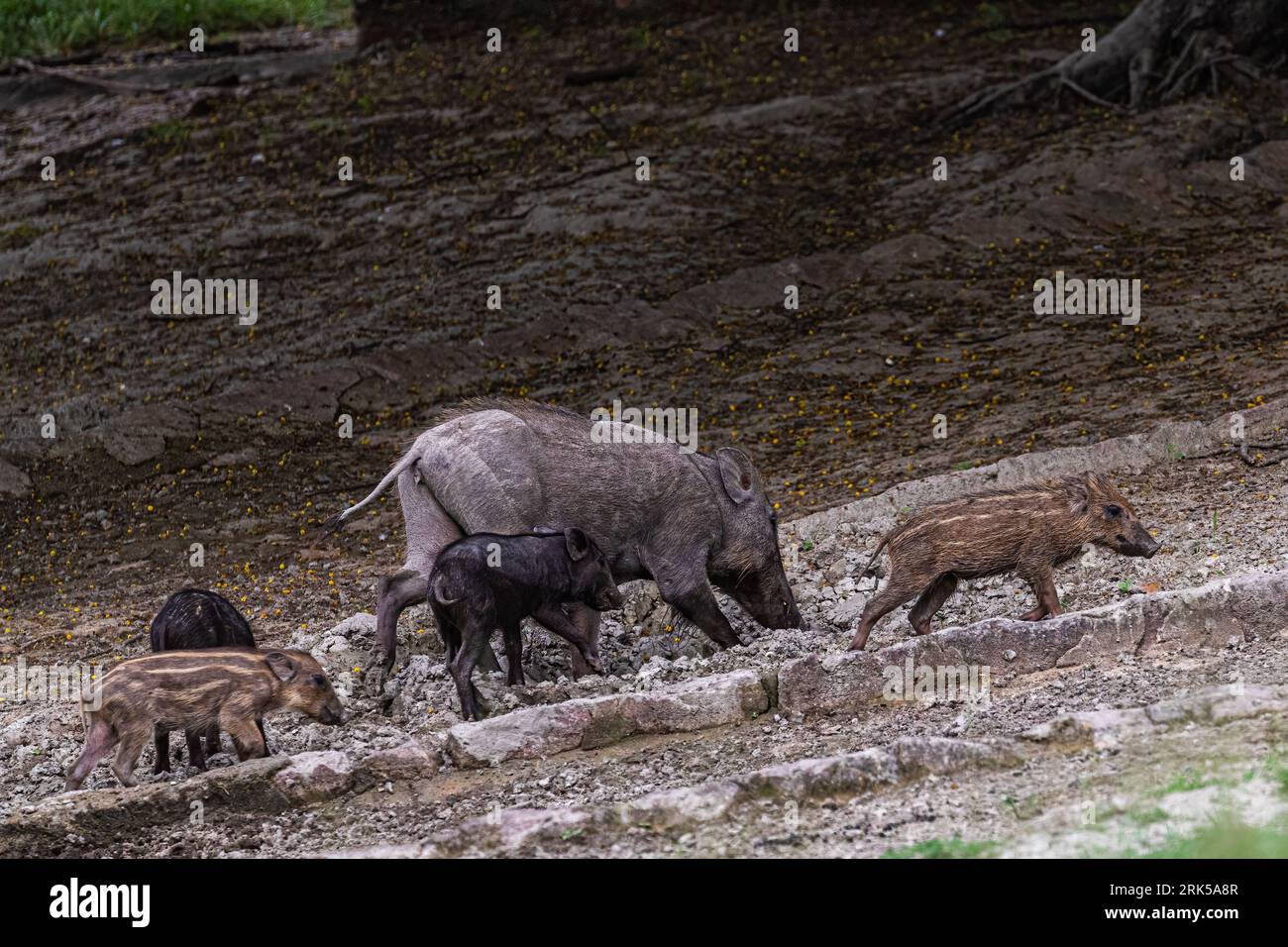 Un groupe de sangliers (sus scrofa) gravissant une colline escarpée avec de l'herbe luxuriante et un terrain rocheux Banque D'Images Un groupe de sangliers (sus scrofa) gravissant une colline escarpée avec de l'herbe luxuriante et un terrain rocheux Banque D'Images