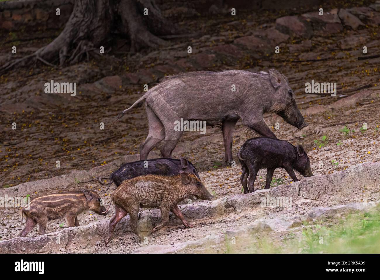 Un groupe de sangliers (sus scrofa) gravissant une colline escarpée avec de l'herbe luxuriante et un terrain rocheux Banque D'Images Un groupe de sangliers (sus scrofa) gravissant une colline escarpée avec de l'herbe luxuriante et un terrain rocheux Banque D'Images