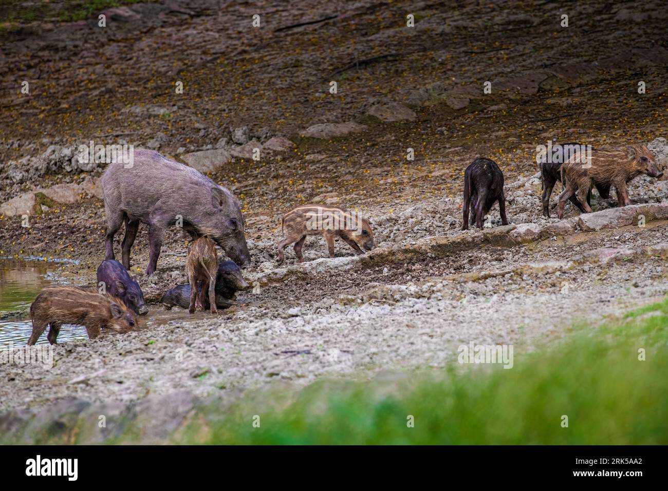 Un groupe de sangliers (sus scrofa) gravissant une colline escarpée avec de l'herbe luxuriante et un terrain rocheux Banque D'Images Un groupe de sangliers (sus scrofa) gravissant une colline escarpée avec de l'herbe luxuriante et un terrain rocheux Banque D'Images