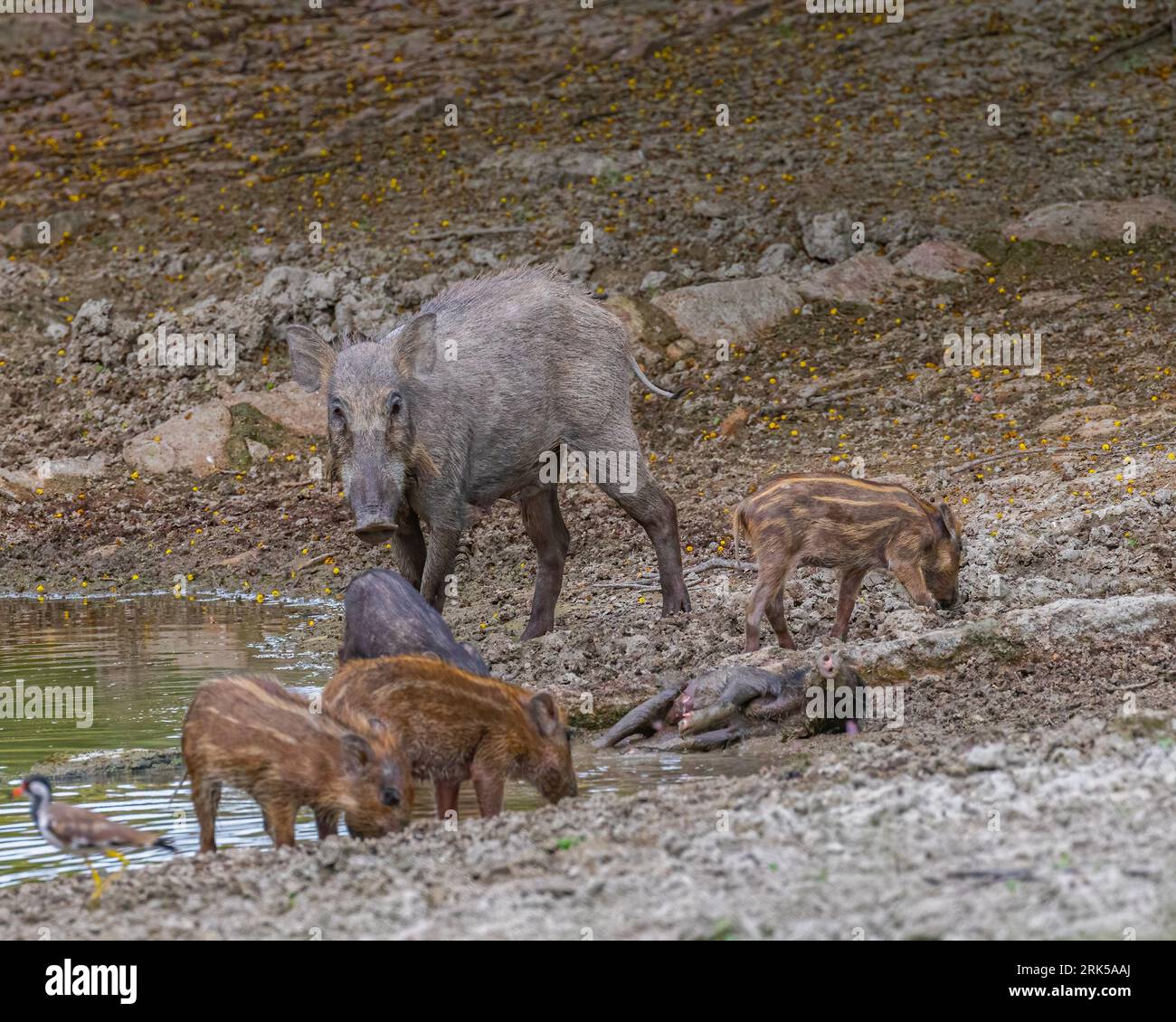 Un groupe de sangliers (sus scrofa) gravissant une colline escarpée avec de l'herbe luxuriante et un terrain rocheux Banque D'Images Un groupe de sangliers (sus scrofa) gravissant une colline escarpée avec de l'herbe luxuriante et un terrain rocheux Banque D'Images