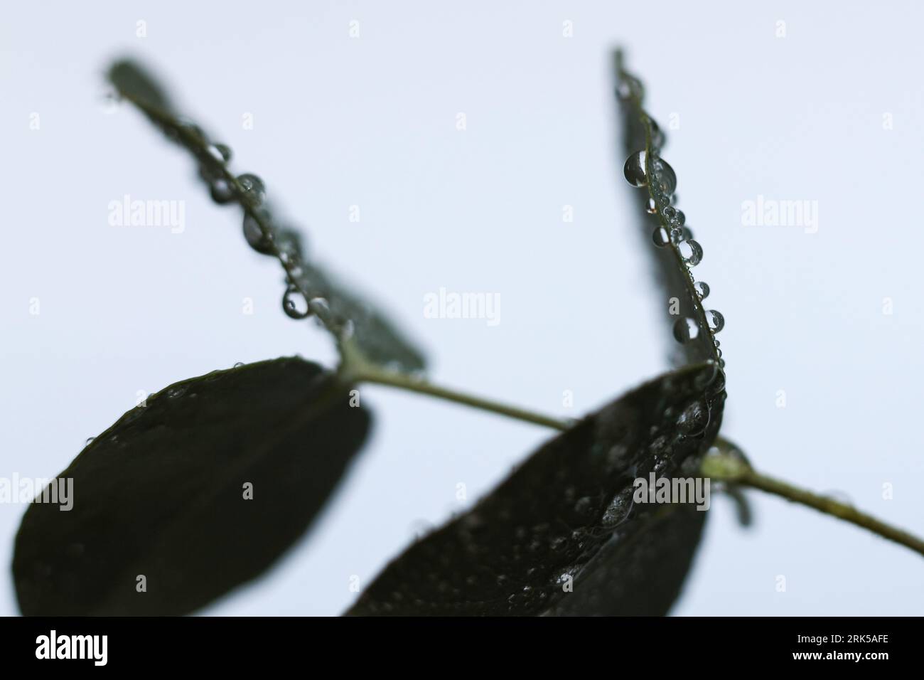 eucalyptus silverdollar feuilles couvertes de gouttes d'eau Banque D'Images