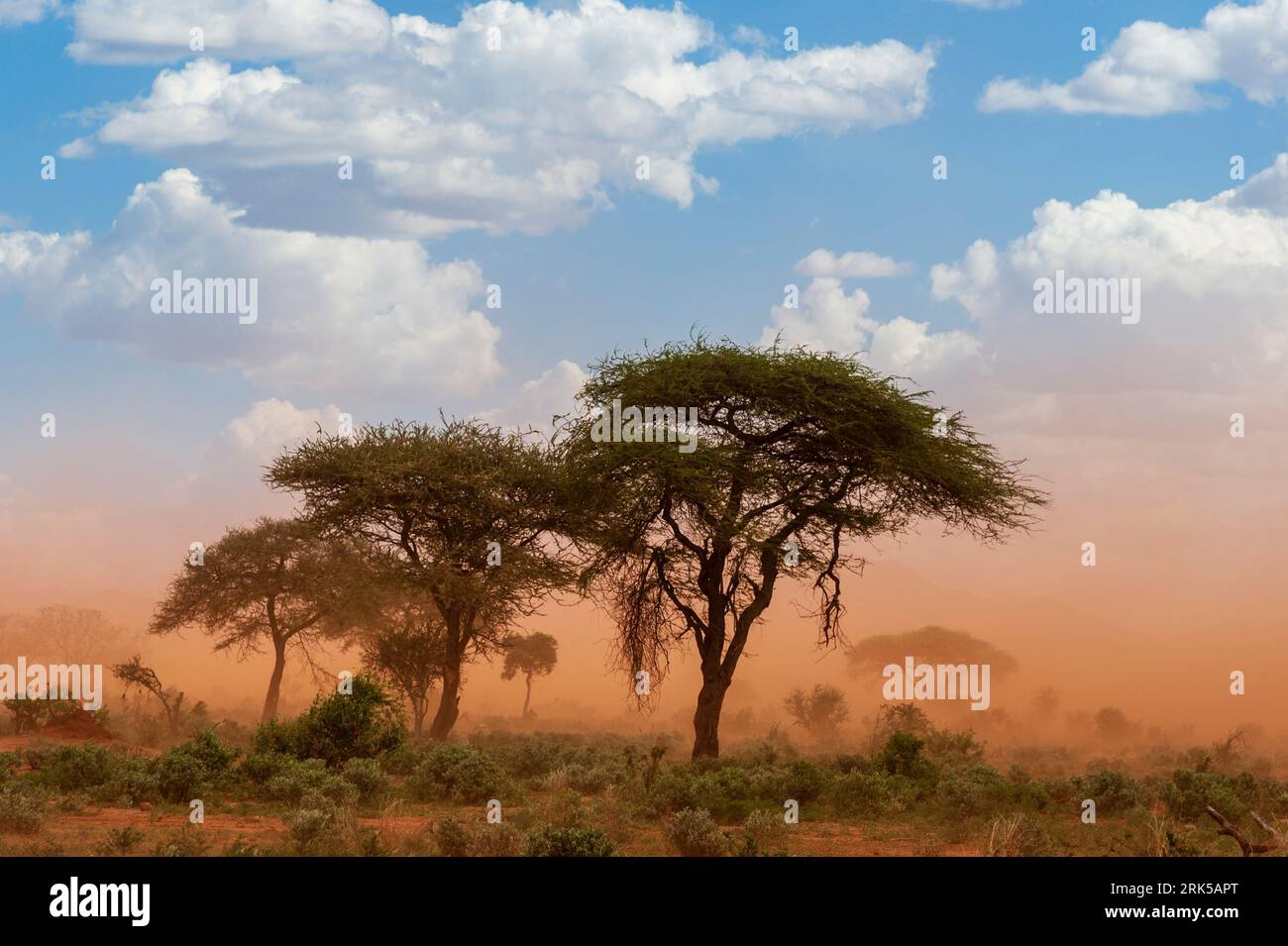 Une tempête de poussière frappe Tsavo West.VOI, zone de conservation de Tsavo, Kenya. Banque D'Images