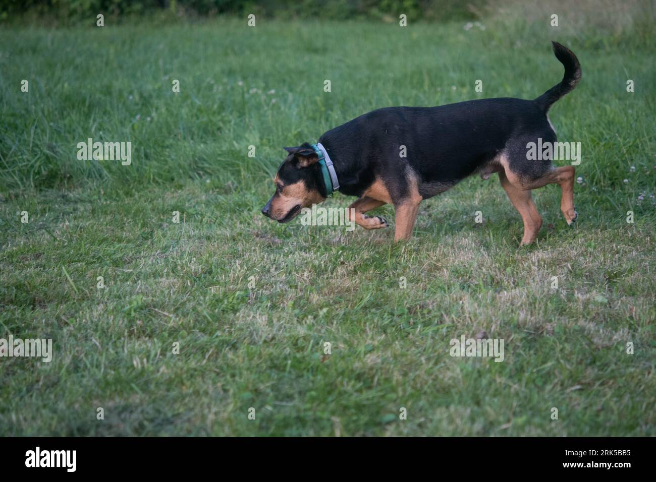 Rottweiler ressemble à chien d'accueil s'amusant dans la cour Banque D'Images