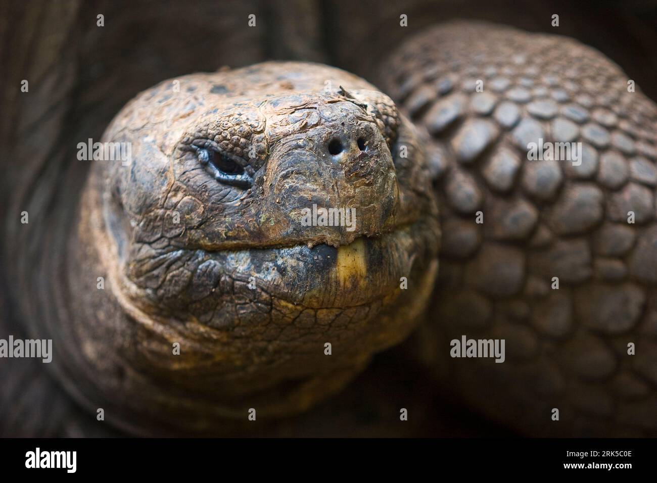 Tortue géante sur l'île Galapagos, Équateur Banque D'Images
