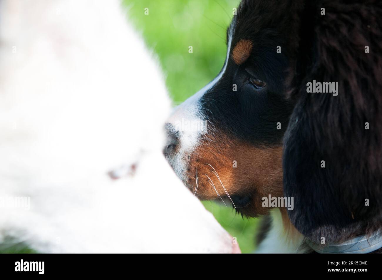 Visage de chiot de chien de montagne bernois avec tête de Husky au premier plan Banque D'Images