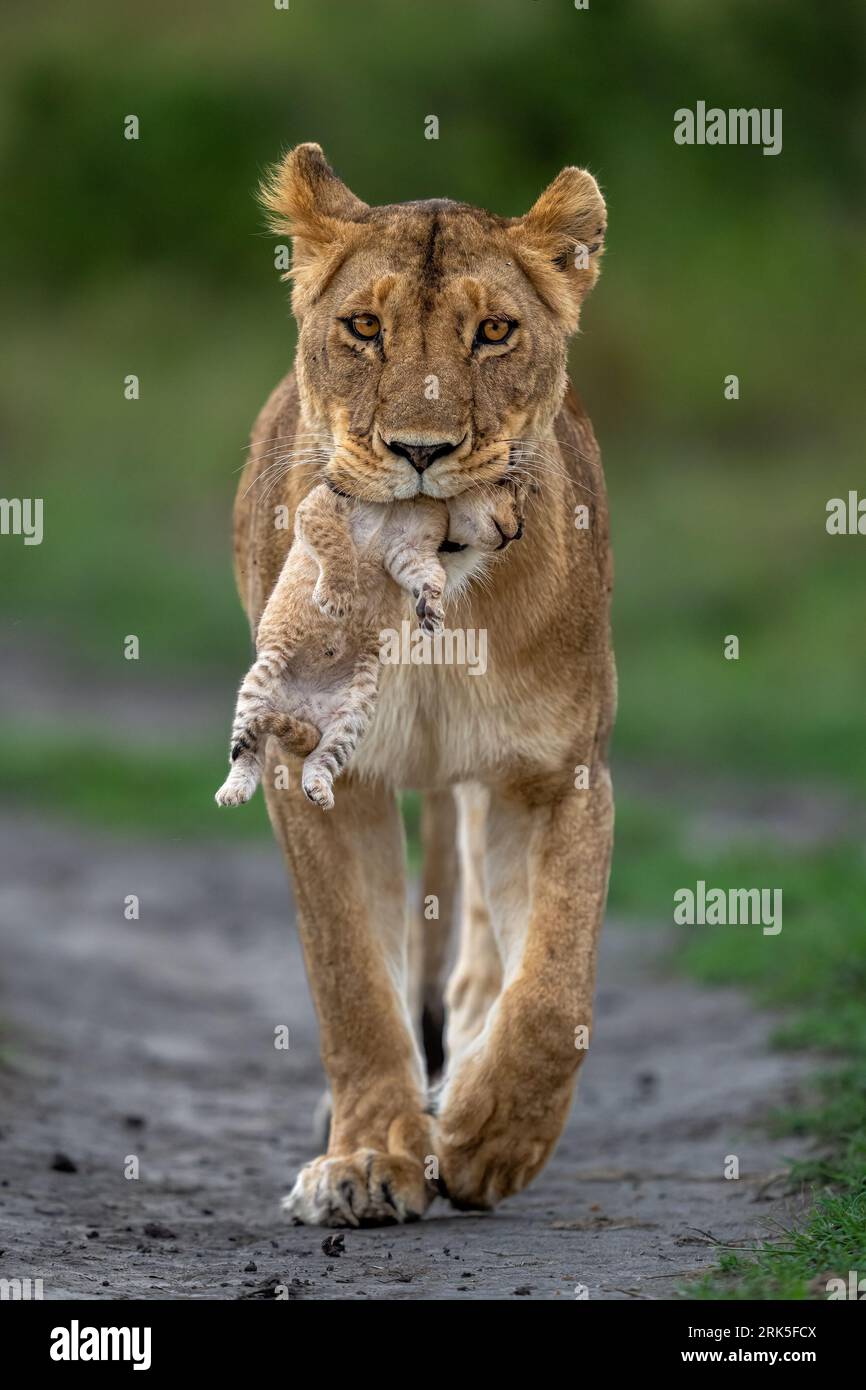 Une verticale d'un lion tenant son petit lion dans sa bouche Banque D'Images