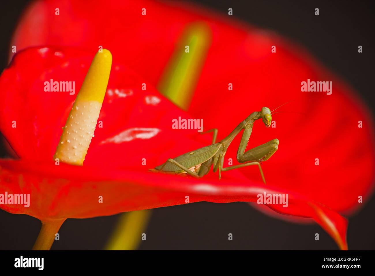 Vert Mantid Sphodromantis gastrica sur Anthurium 10522 rouge Banque D'Images