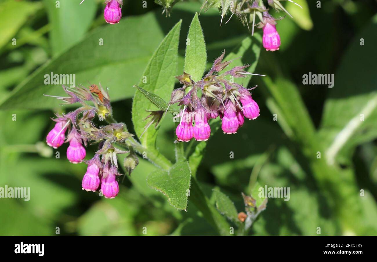Fleurs de confré commun, Symphytum officinale Banque D'Images