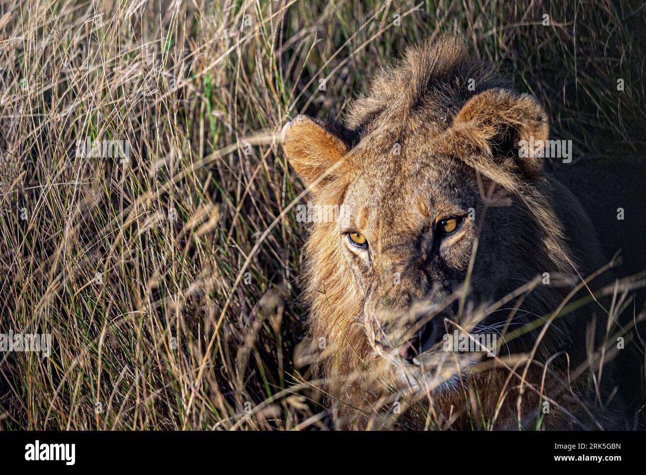 Un lion majestueux debout dans une zone herbeuse Banque D'Images