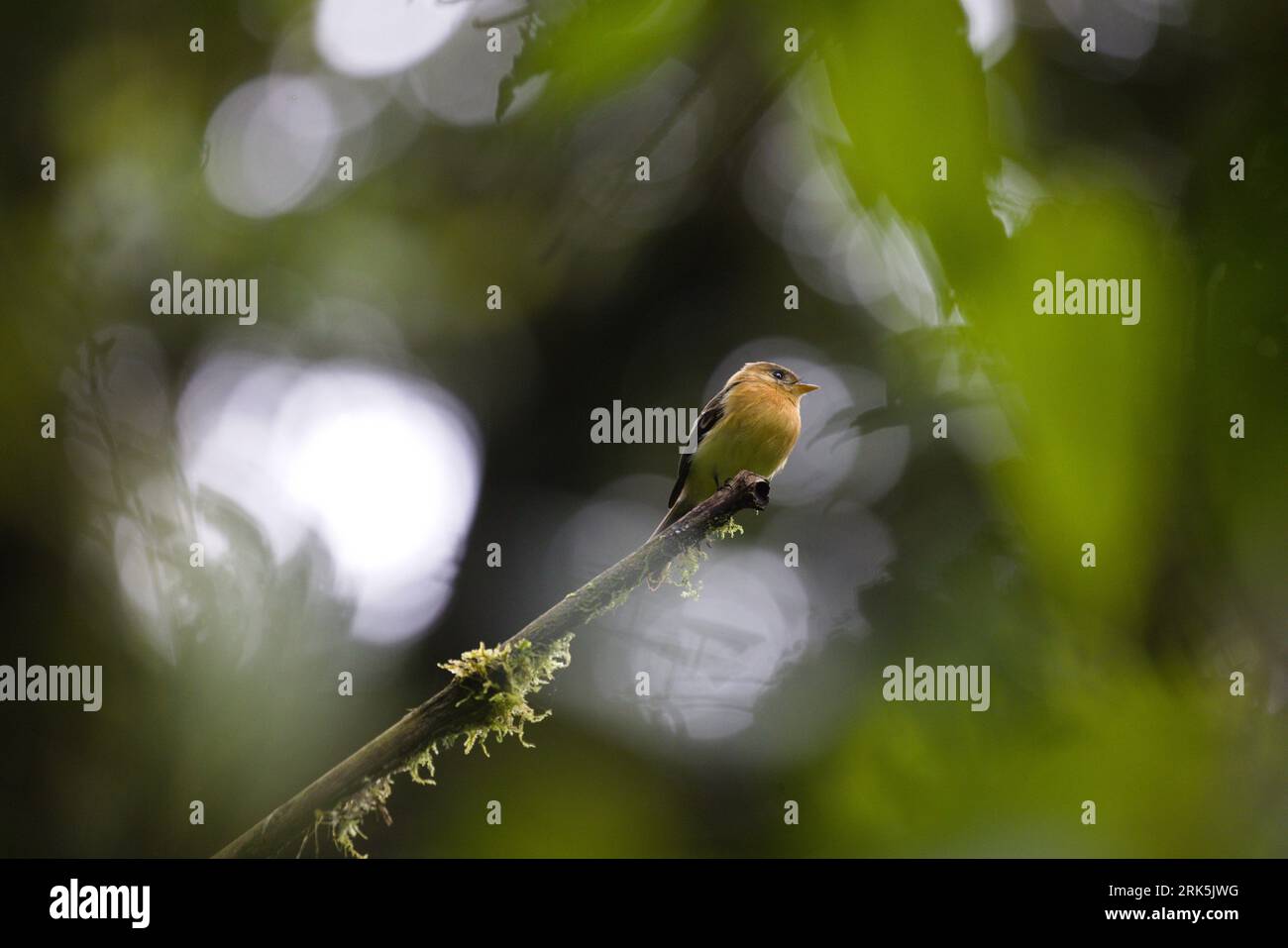 Un attrape-mouche touffeté (Mitrephanes phaeocercus) perché sur une branche d'arbre dans une forêt verdoyante Banque D'Images