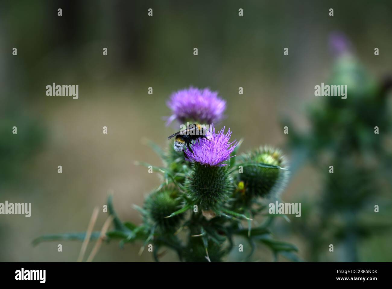 Magnifique insecte Bumblebee Bombus recueillant le nectar d'une fleur de chardon à lance violette en fleur Banque D'Images