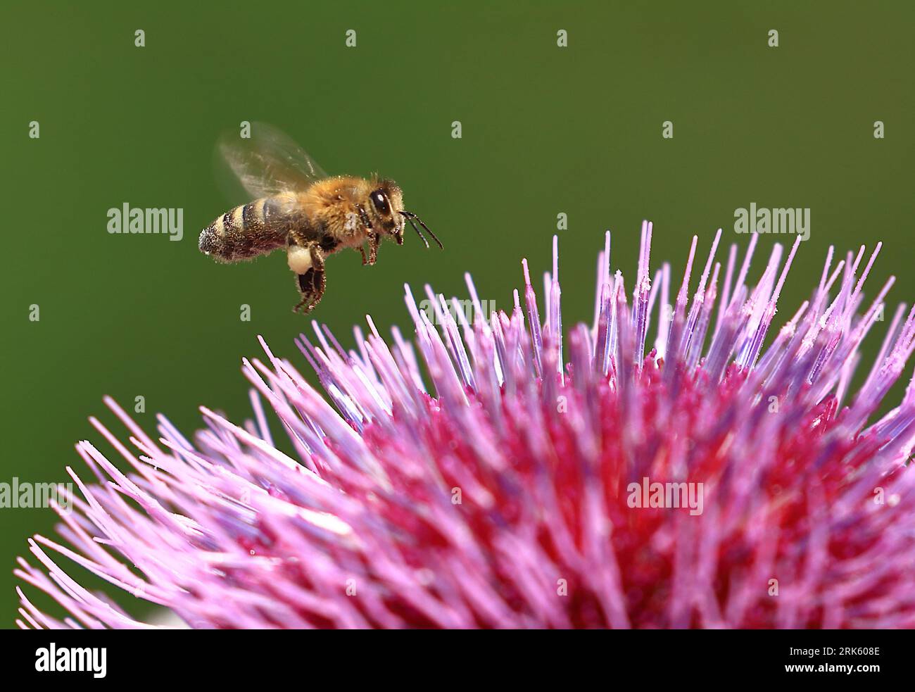 Abeille sur fleur de chardon, collecte de nectar, pollinisation naturelle Banque D'Images