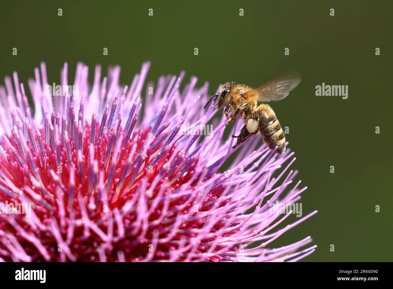 Abeille sur fleur de chardon, collecte de nectar, pollinisation naturelle Banque D'Images