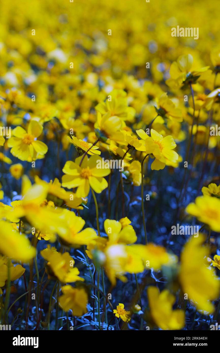 Super Bloom California Banque D'Images