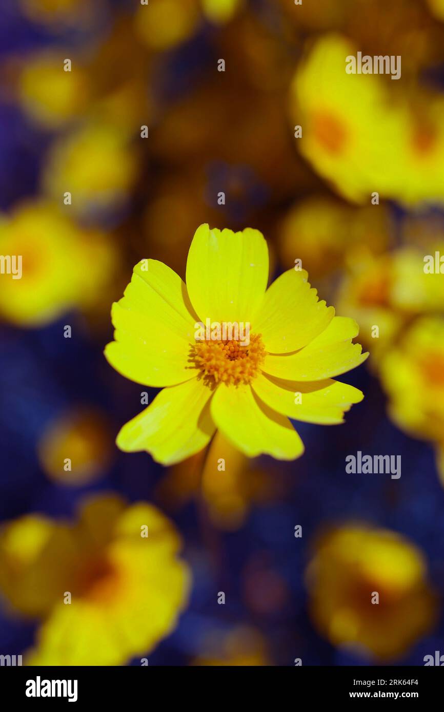 Super Bloom California Banque D'Images