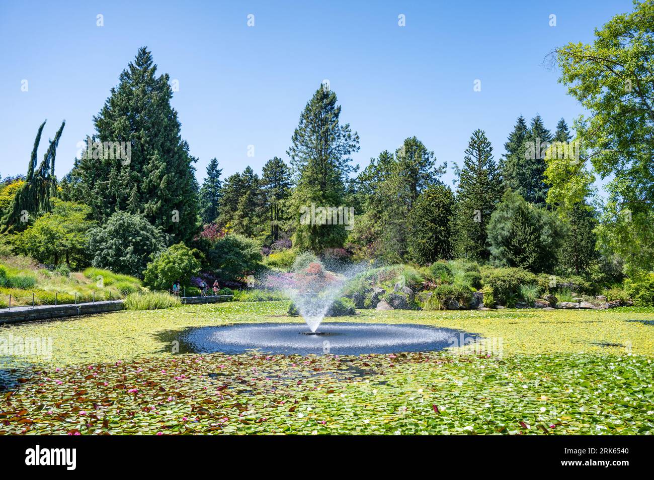 Le lac Livingstone a été nommé en l'honneur de Bill Livingstone, le premier surintendant du jardin botanique VanDusen, Vancouver, C.-B., Canada. Banque D'Images