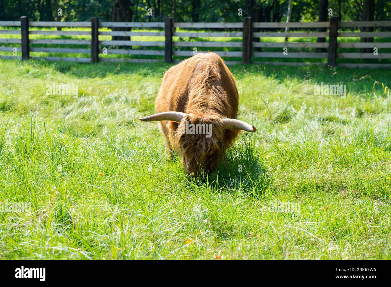 Le bétail des Highlands (Bos primigenius F. Taurus) broute sur une prairie verte Banque D'Images