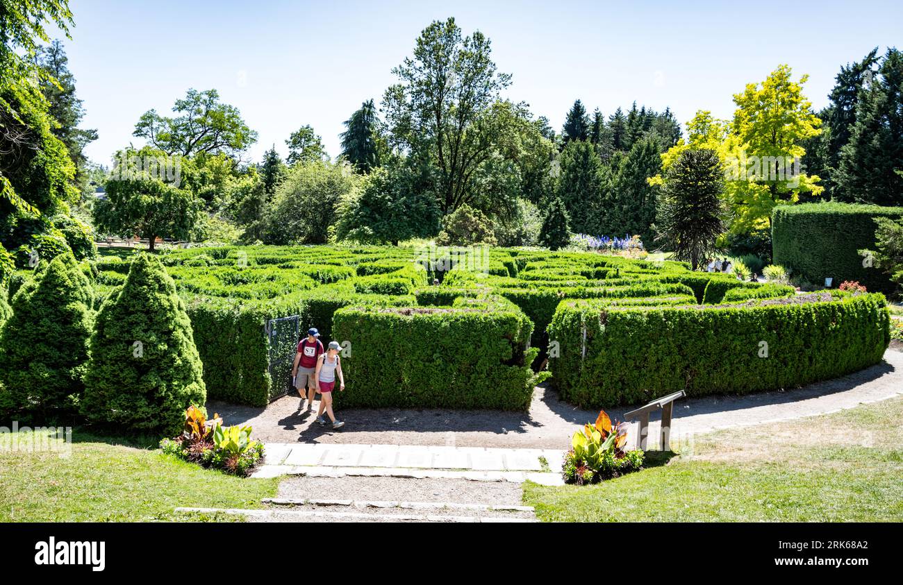 Le labyrinthe élisabéthain au VanDusen Botanical Garden, Vancouver, BC, Canada. Il est composé de 3000 cèdres pyramidaux plantés en 1981. Banque D'Images