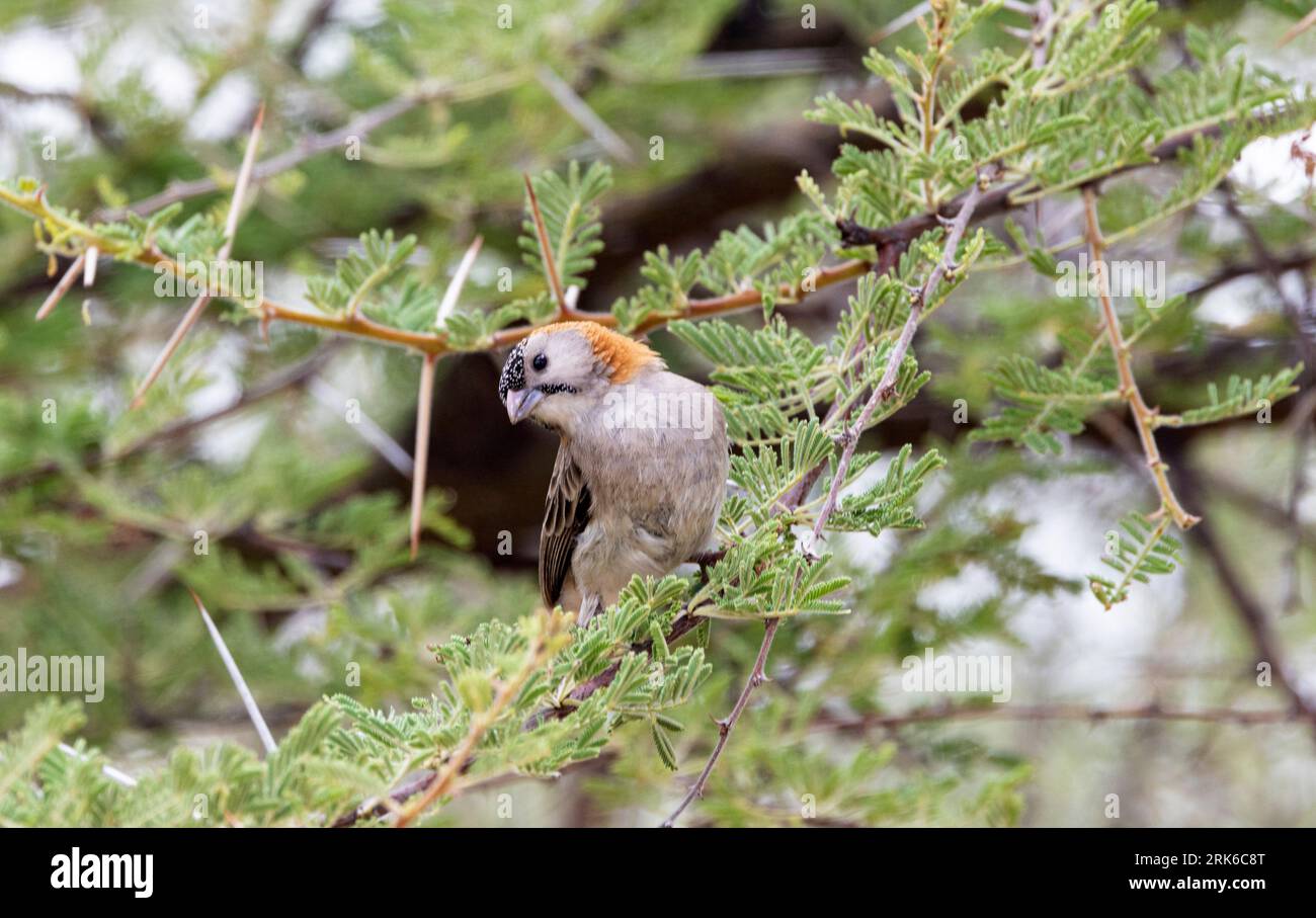 Le Weaver à fronted Speckle est un petit membre de la famille des tisserands. Ils vivent en groupes familiaux dans des communautés grégaires plus vastes. Banque D'Images