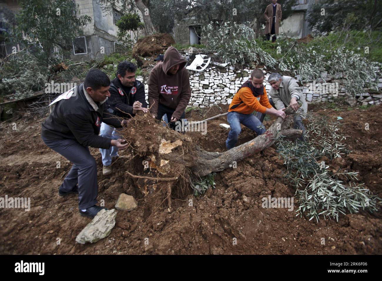 Bildnummer : 53834718 Datum : 04.03.2010 Copyright : imago/Xinhua (100304)-- BETHLÉEM, 4 mars 2010 (Xinhua) -- des militants palestiniens et étrangers ont replanté un olivier déraciné lors d’une manifestation contre la construction d’une section de la barrière israélienne et le déracinement d’arbres pour sa construction dans la ville de Beit Jala, en Cisjordanie, près de Bethléem, le 4 mars 2010. Les bulldozers israéliens qui étaient gardés par des soldats israéliens ont commencé la construction qui devait séparer environ 300 hectares des terres de Beit Jala. (Xinhua/FadixArouri) (cy) (3)ISRAËL-BETHLEHEM-DÉMONSTRATION PUBLICATIONxNOTxIN Banque D'Images