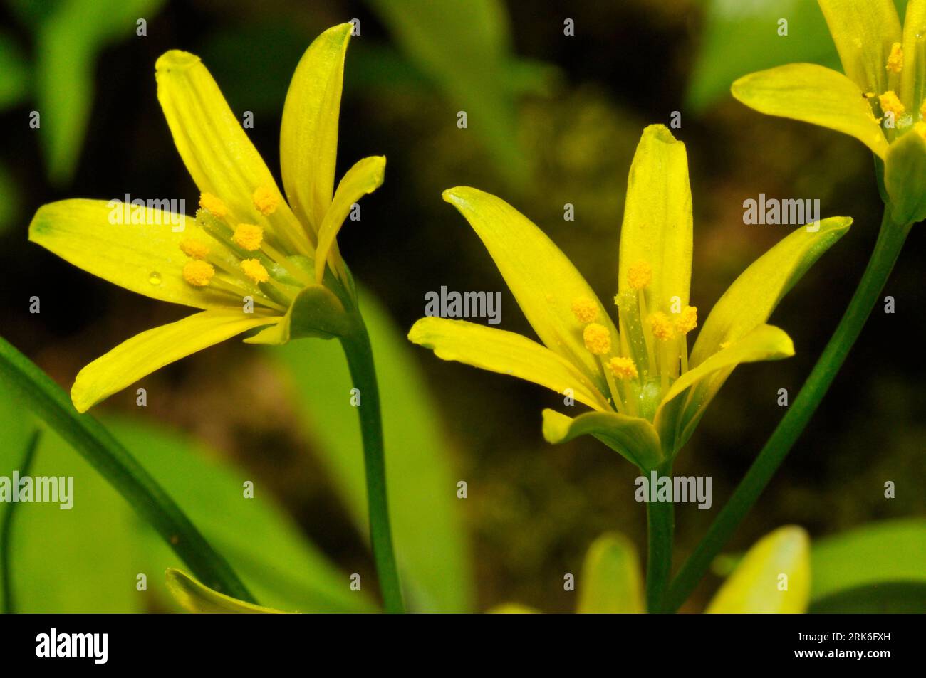 Étoile jaune-de-Bethléem, Gagea lutea,famille Liliacées,qui pousse dans les forêts sur les sols de base.rares, mais localement abondante.Fleurs avril-mai, sur Mendi Banque D'Images