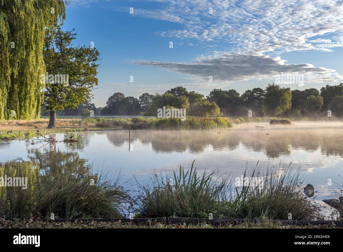 Matin ensoleillé et brumeux d'août à Bushy Park étangs au Royaume-Uni Banque D'Images